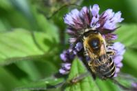 Colletes