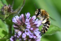 Colletes