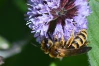 Halictus scabiosae