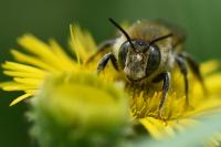 Lithurgus cornutus