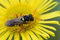Nomada fucata