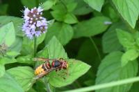 Vespa crabro