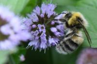 Bombus
