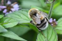 Bombus
