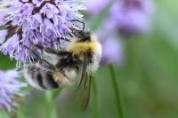 Bombus