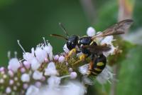 Cerceris quinquefasciata