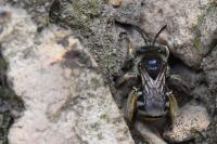 Tetralonia alticincta