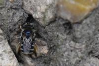 Tetralonia alticincta