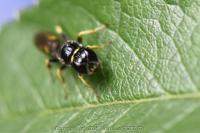 Crossocerus quadrimaculatus