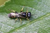 Crossocerus quadrimaculatus