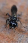 Crossocerus megacephalus