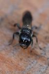 Crossocerus megacephalus