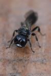 Crossocerus megacephalus