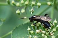 Ichneumon inquinatus