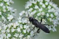 Aporus unicolor