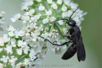Aporus unicolor