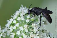 Aporus unicolor