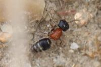 Myrmilla calva