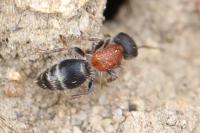 Myrmilla calva