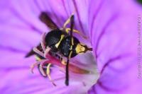 Odynerus spinipes