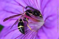 Odynerus spinipes