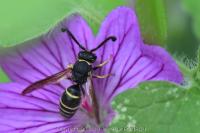 Odynerus spinipes