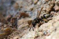 Odynerus spinipes