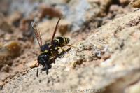 Odynerus spinipes