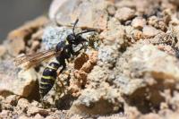 Odynerus spinipes