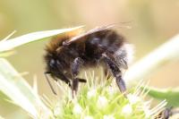 Bombus hypnorum