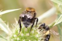 Bombus hypnorum