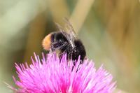 Bombus lapidarius