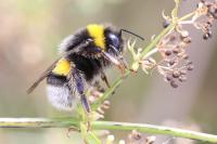 Bombus terrestris/lucorum