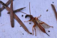 Theronia atalantae