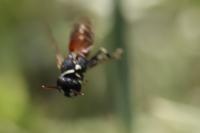 Hylaeus variegatus