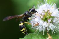 Ancistrocerus trifasciatus