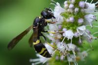 Ancistrocerus trifasciatus