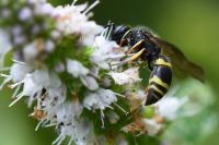 Ancistrocerus trifasciatus