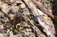 Cerceris rybyensis