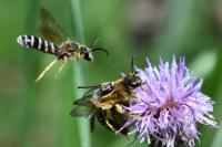 Halictus scabiosae