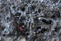 Hylaeus variegatus
