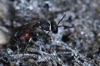 Hylaeus variegatus