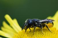 Heriades truncorum