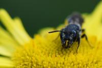 Heriades truncorum