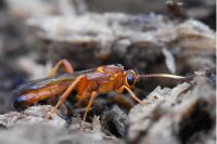 Lymantrichneumon disparis