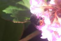 Bombus lapidarius