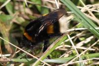 Bombus terrestris/lucorum