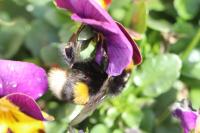 Bombus terrestris/lucorum