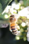 Apis mellifera