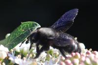 Xylocopa violacea